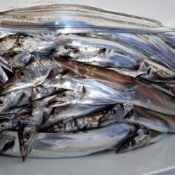 オーフリー 釣果