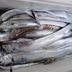 オーフリー 釣果