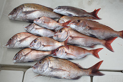 松本釣船２ 釣果