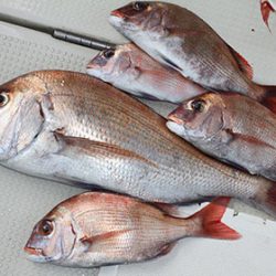 松本釣船２ 釣果