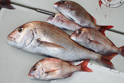 松本釣船２ 釣果