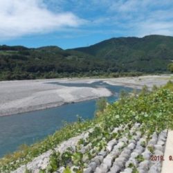 大井川(大井川(非)漁業協同組合) 釣果