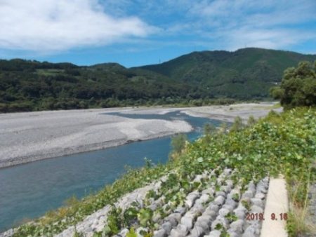 大井川(大井川(非)漁業協同組合) 釣果