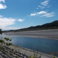 大井川(大井川(非)漁業協同組合) 釣果