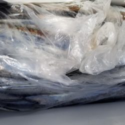 オーフリー 釣果