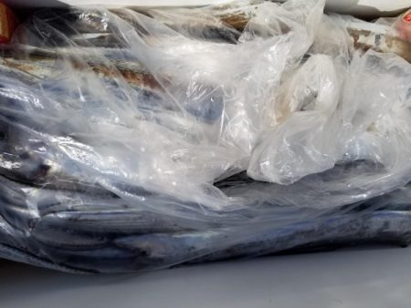 オーフリー 釣果