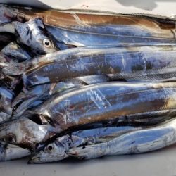 オーフリー 釣果