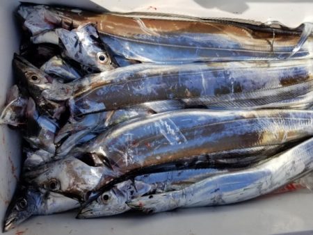 オーフリー 釣果