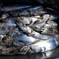 オーフリー 釣果