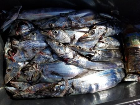 オーフリー 釣果