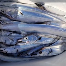 オーフリー 釣果