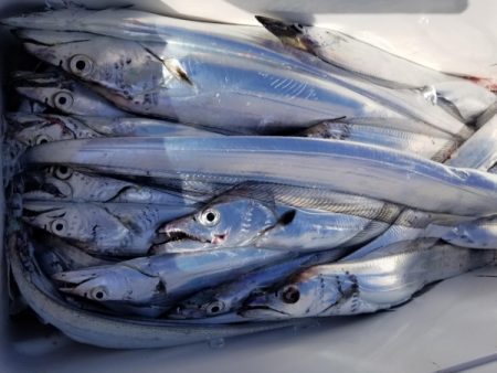 オーフリー 釣果