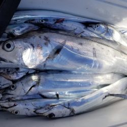 オーフリー 釣果