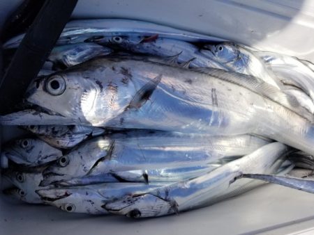 オーフリー 釣果