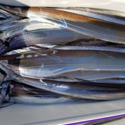 オーフリー 釣果