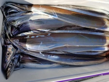 オーフリー 釣果