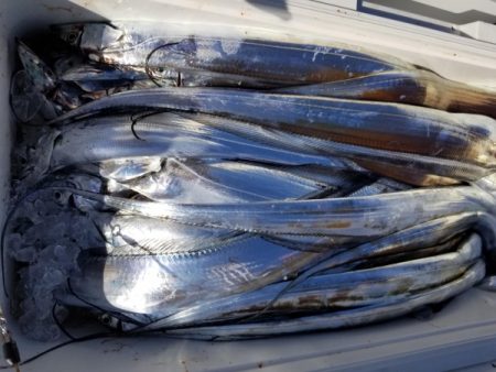 オーフリー 釣果