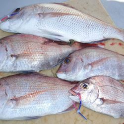 松本釣船２ 釣果