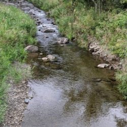 大井川（大井川(非)漁業協同組合） 釣果