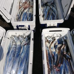 オーフリー 釣果