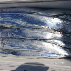 オーフリー 釣果