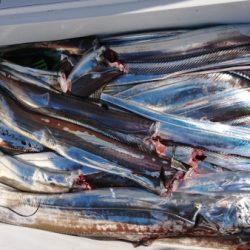 オーフリー 釣果