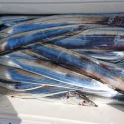 オーフリー 釣果