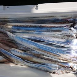 オーフリー 釣果