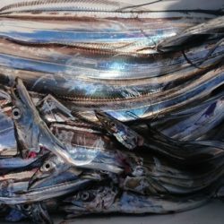 オーフリー 釣果