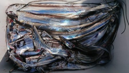 オーフリー 釣果