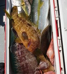 海龍丸（福岡） 釣果