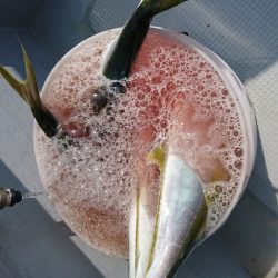 海龍丸（福岡） 釣果