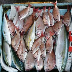 明神釣船 釣果