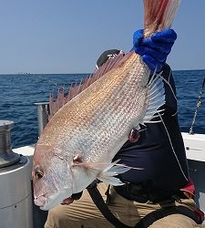 海龍丸（福岡） 釣果