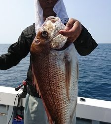 海龍丸（福岡） 釣果