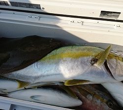 海龍丸（福岡） 釣果