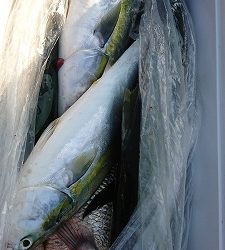 海龍丸（福岡） 釣果