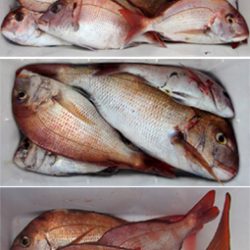 来温丸(らいおんまる) 釣果