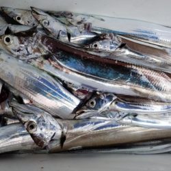 オーフリー 釣果