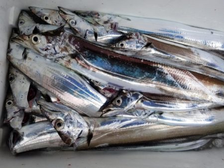 オーフリー 釣果