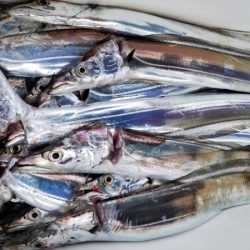 オーフリー 釣果