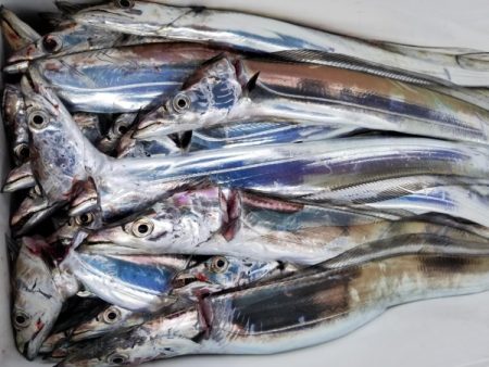 オーフリー 釣果