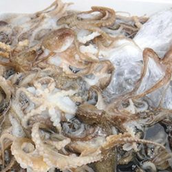 松本釣船２ 釣果