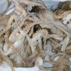 松本釣船２ 釣果