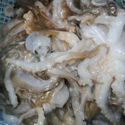 松本釣船２ 釣果