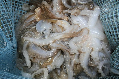 松本釣船２ 釣果