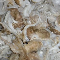 松本釣船２ 釣果