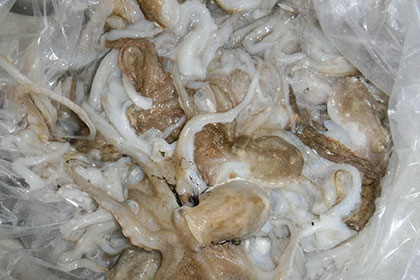 松本釣船２ 釣果