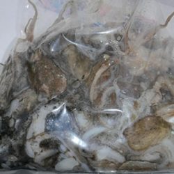 松本釣船２ 釣果