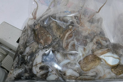 松本釣船２ 釣果